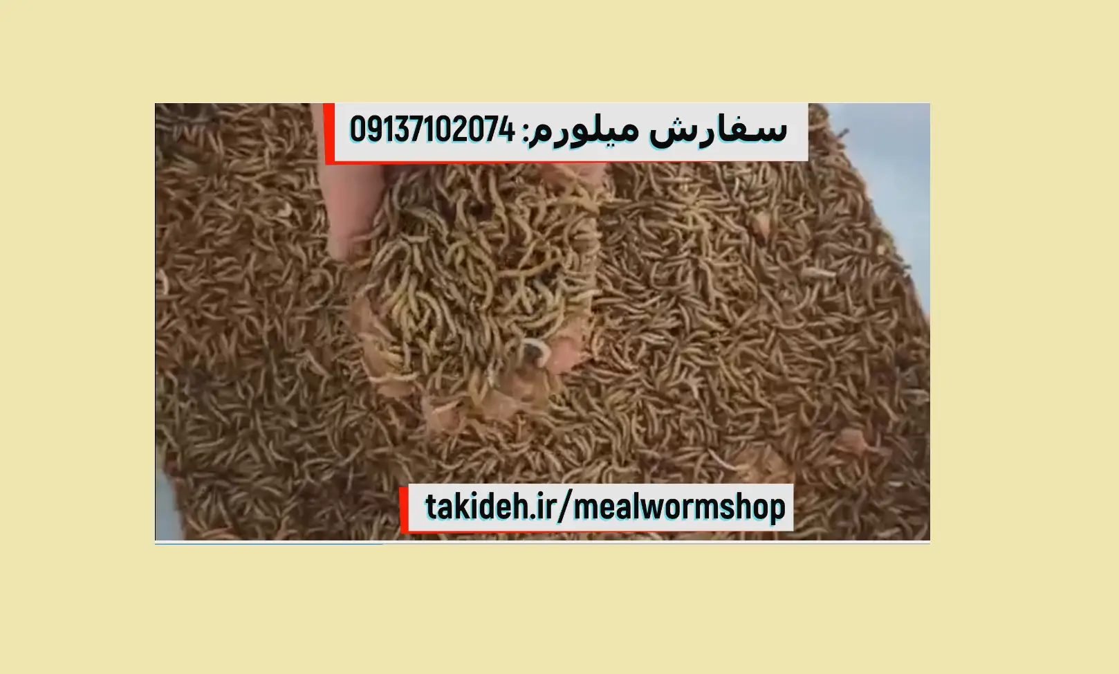 رضایت خریدار میلورم زنده از شهر بابل