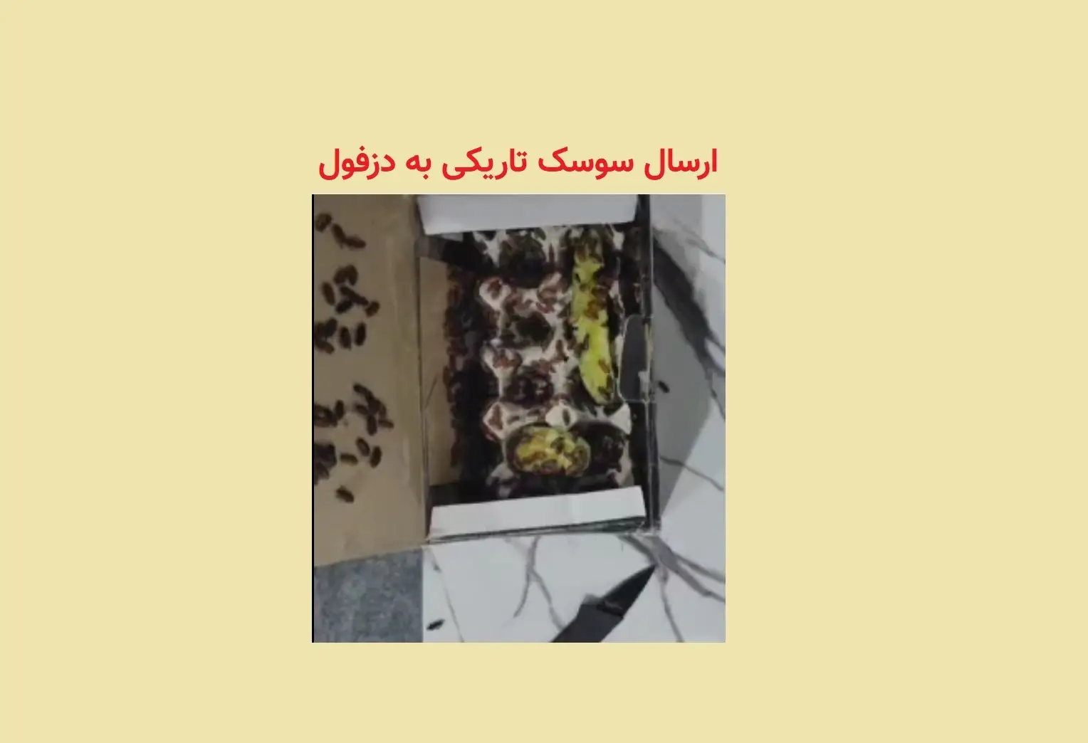 رضایت مشتری سوسک تاریکی از دزفول