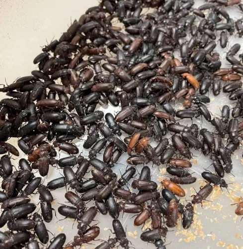 سوسک تاریکی جوان