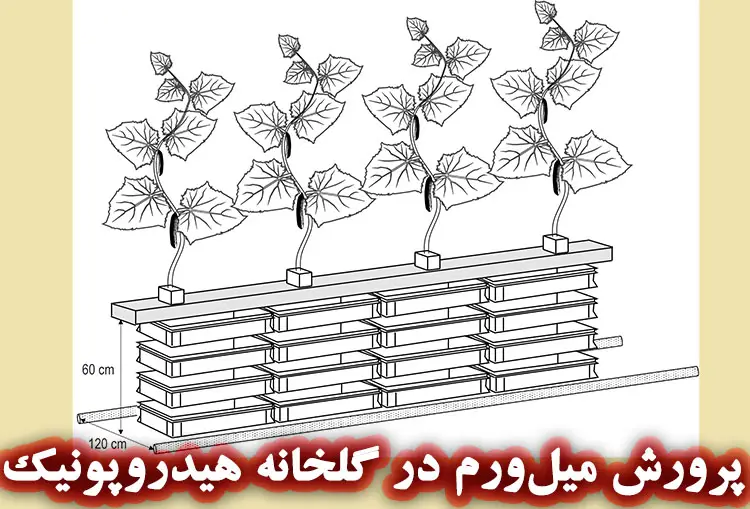 آیا می توان کرم میلورم را در گلخانه پرورش داد؟