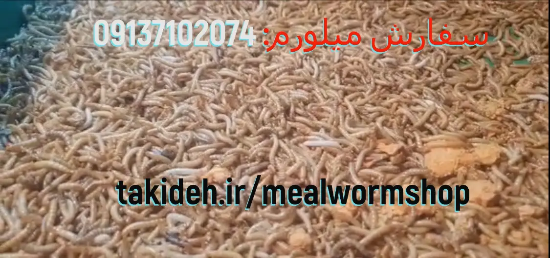 رضایت خرید کرم میلورم از کرمان