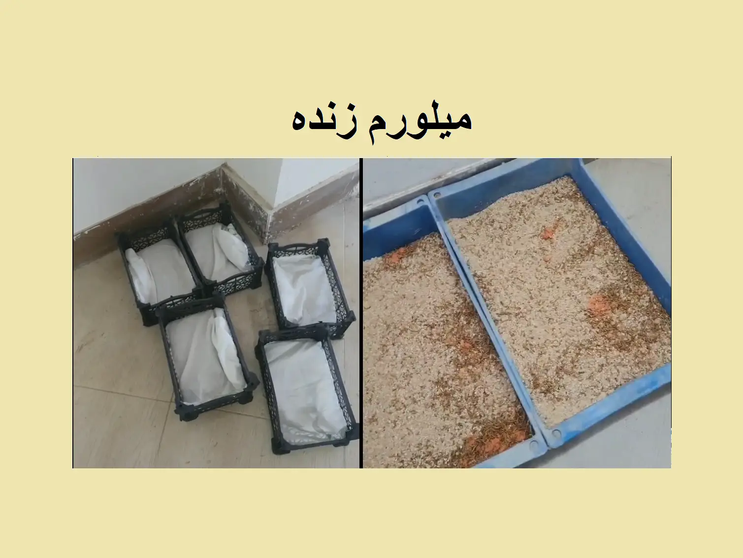 رضایت سفارش کرم میلورم زنده از بابل