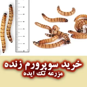 خرید کرم سوپرورم زنده