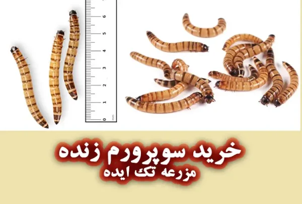 خرید کرم سوپرورم زنده
