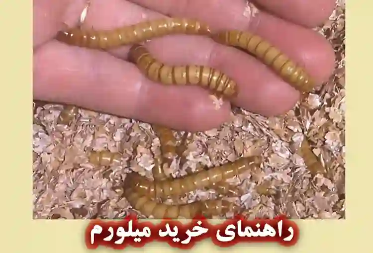 بهترین راهنمای خرید میلورم