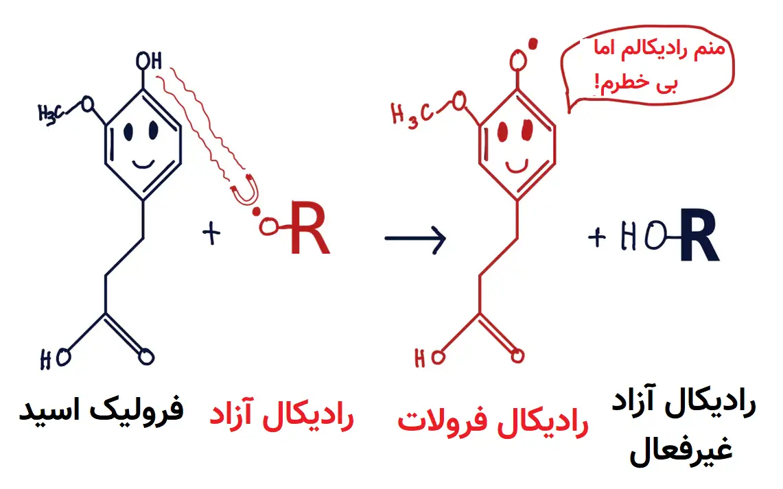 فرولیک اسید چیست؟