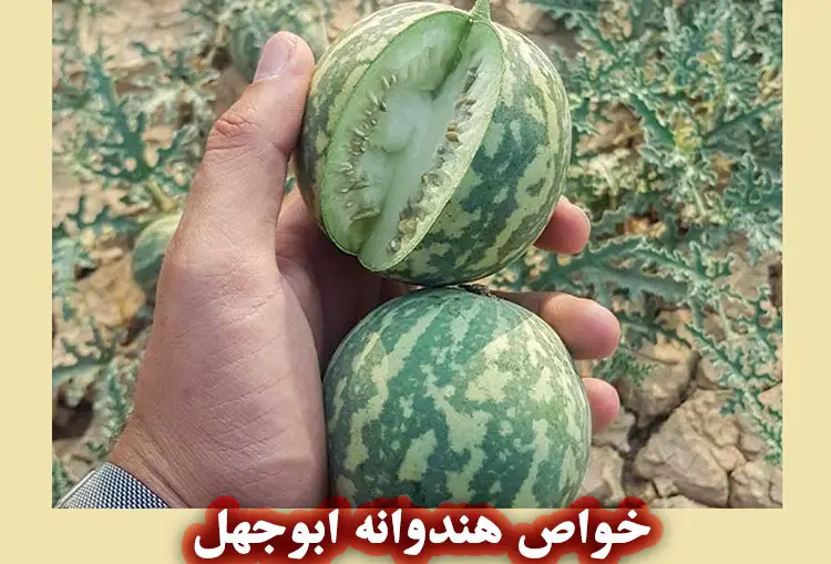 خواص هندوانه ابوجهل برای پوست و مو