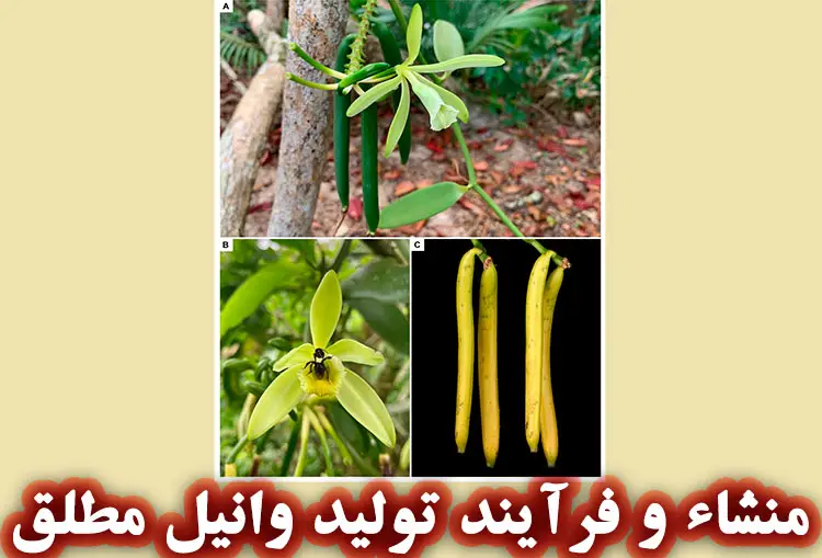 منشاء و فرآیند تولید وانیل مطلق