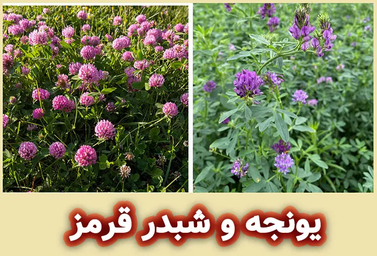 تفاوت شبدر قرمز و یونجه