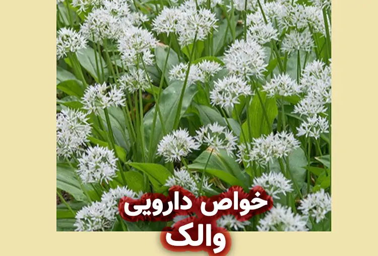 والک (سیر جنگلی/وحشی)