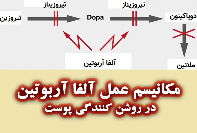 ساز و کار عمل آلفا آربوتین