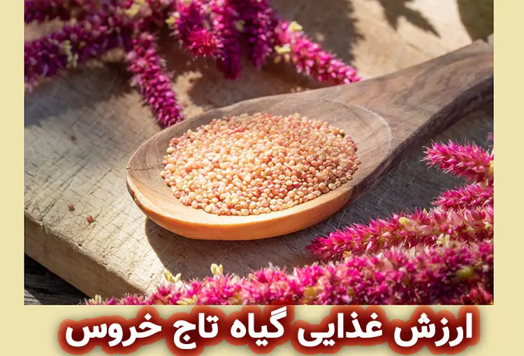 ارزش غذایی گیاه تاج خروس