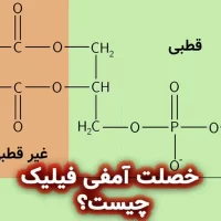 خصلت آمفی فیلیک چیست؟
