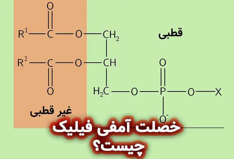 خصلت آمفی فیلیک چیست؟