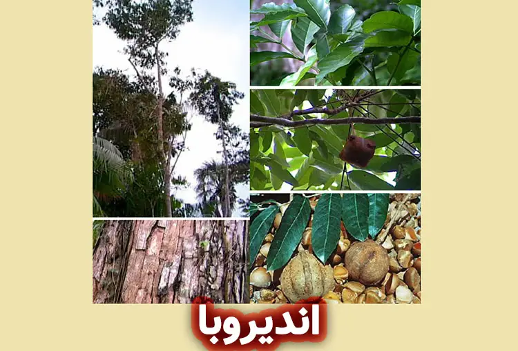 درخت اندیروبا