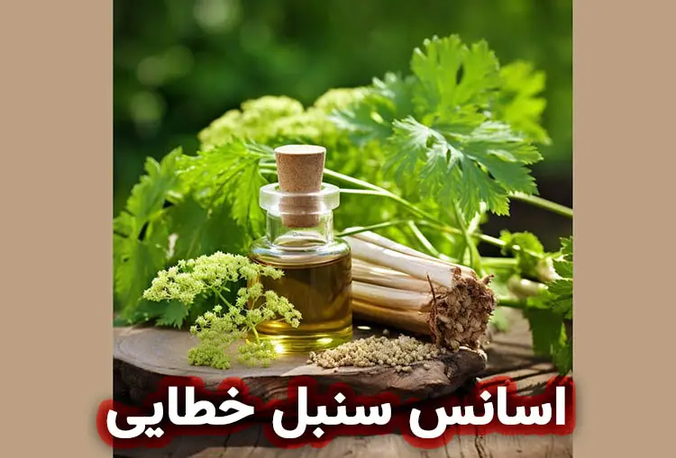 اسانس سنبل خطایی : خواص و کاربرد ها