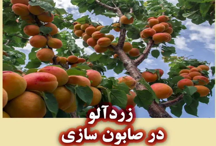 درخت زردآلو، معرفی روغن هسته زردآلو
