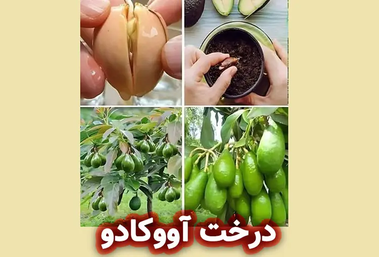 درخت آووکادو