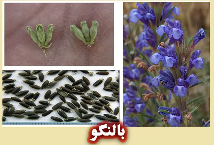 روغن بالنگو : خاستگاه ، مشخصات فیزیکی و شیمیایی + کاربردها