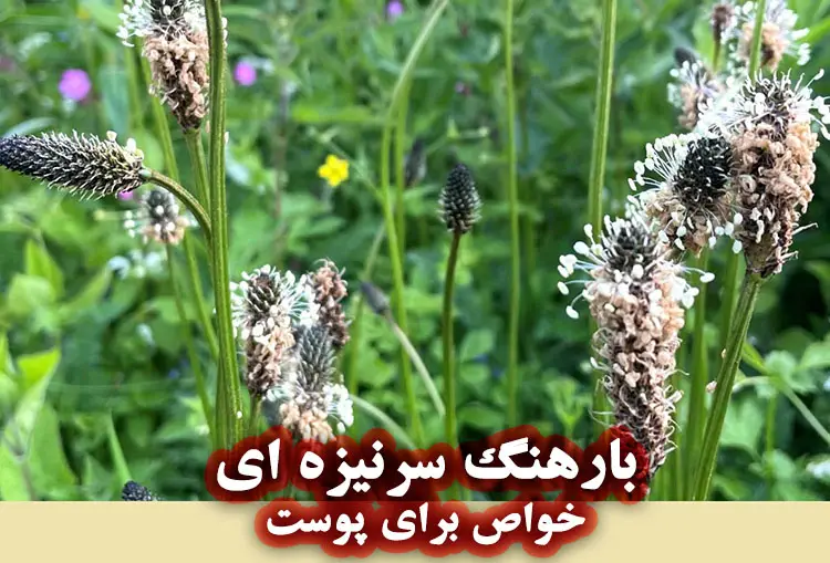 خواص بارهنگ سرنیزه ای برای پوست