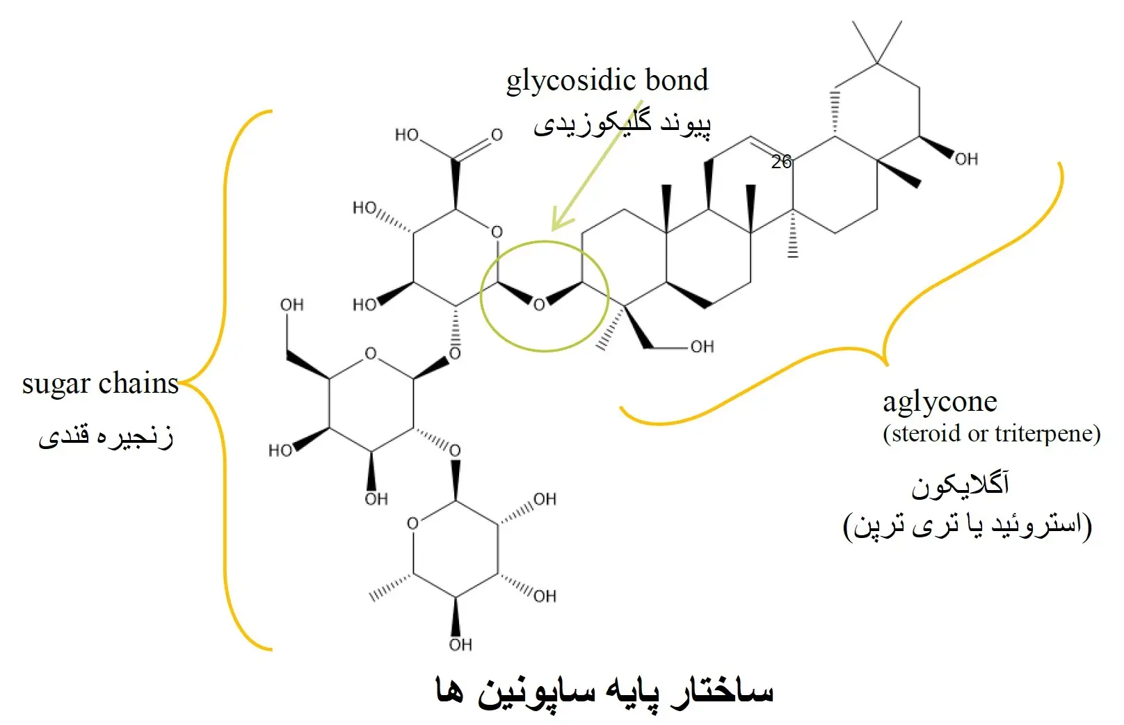 ساختار پایه ای ساپونین ها