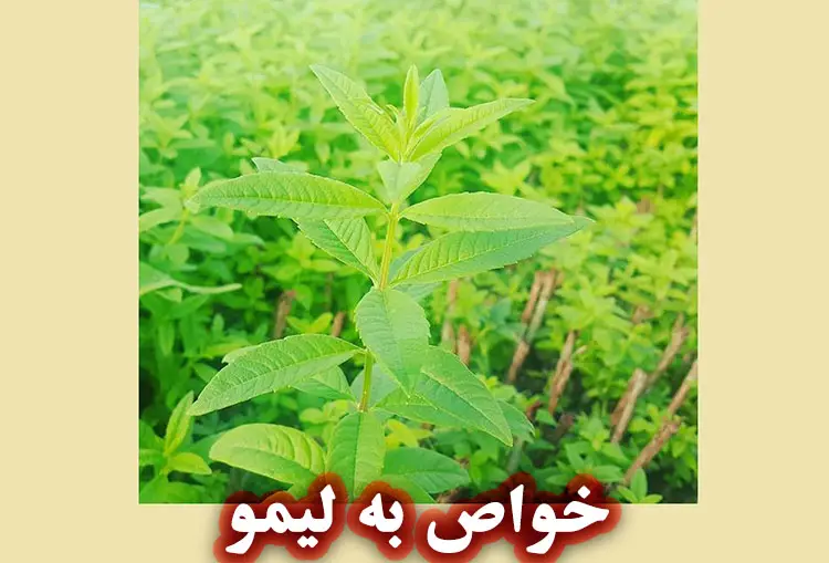 به لیمو چیست؟