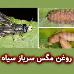 روغن مگس سرباز سیاه