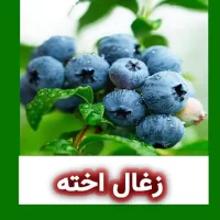 زغال اخته: اکسیر سلامت و زیبایی برای پوست