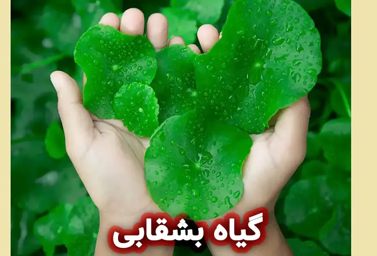 خواص گیاه بشقابی برای پوست و مو