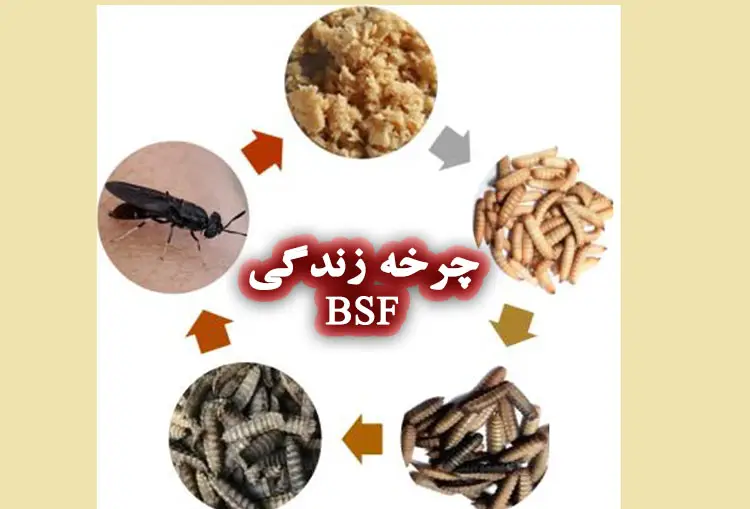 چرخه زندگی لارو مگس سرباز سیاه 