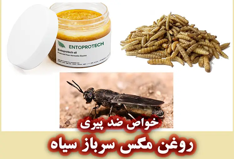 خواص ضد پیری روغن مگس سرباز سیاه