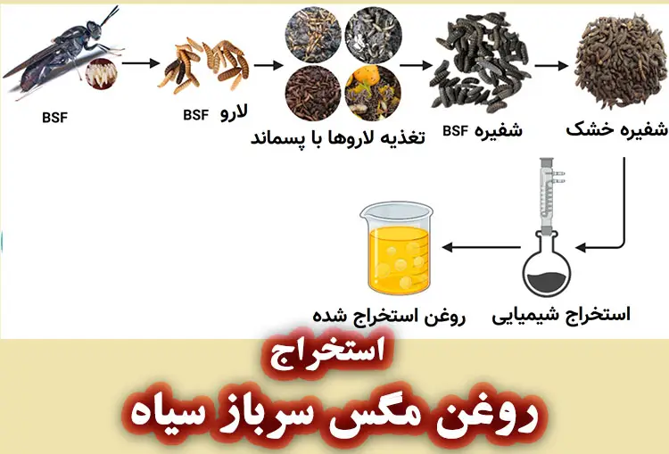 استخراج روغن لارو مگس سرباز