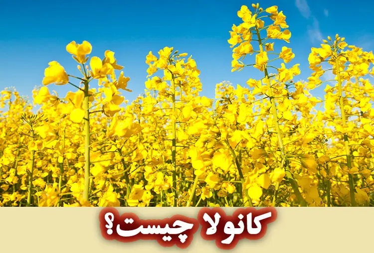 کانولا چیست؟