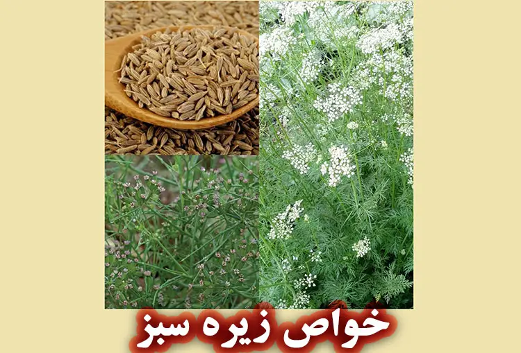 خواص و فواید زیره سبز