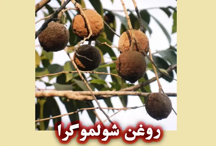روغن شولموگرا : راهی به درمان آکنه و مشکلات پوستی