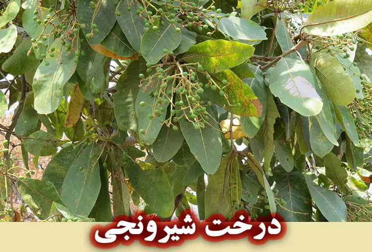 درخت شیرونجی