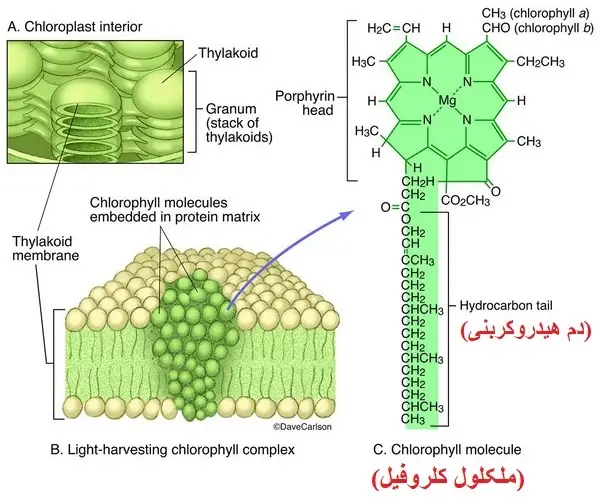 کلروفیل چیست؟