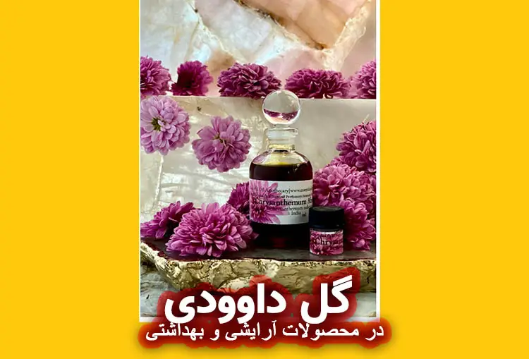 گل داوودی