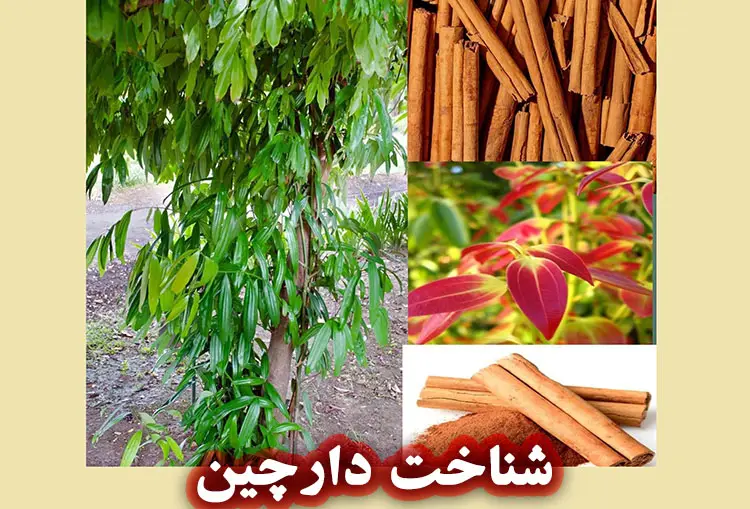 شناخت دارچین