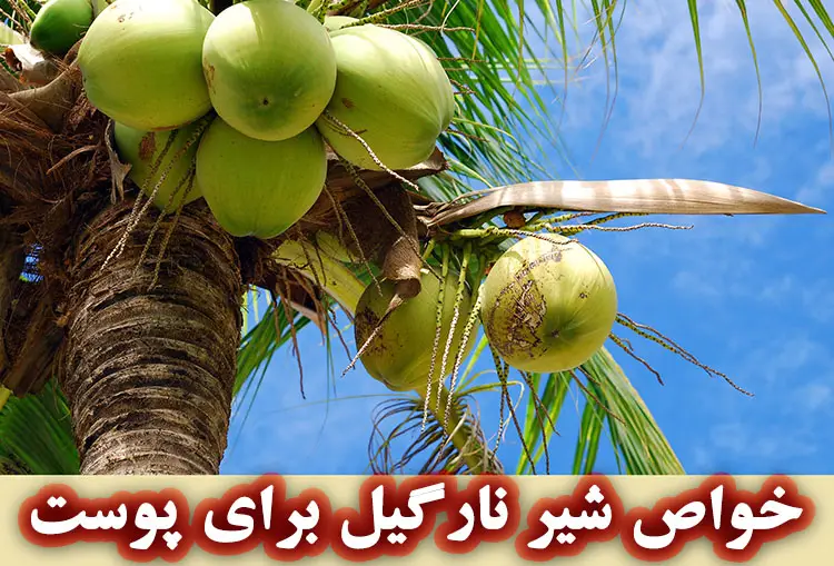 درخت نارگیل