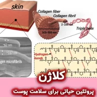 کلاژن: پروتئین حیاتی برای سلامت پوست