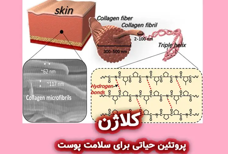 کلاژن: پروتئین حیاتی برای سلامت پوست