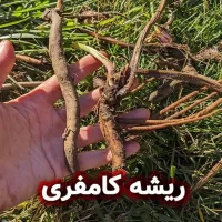 ریشه کامفری و کاربردهای آن در تولید محصولات آرایشی