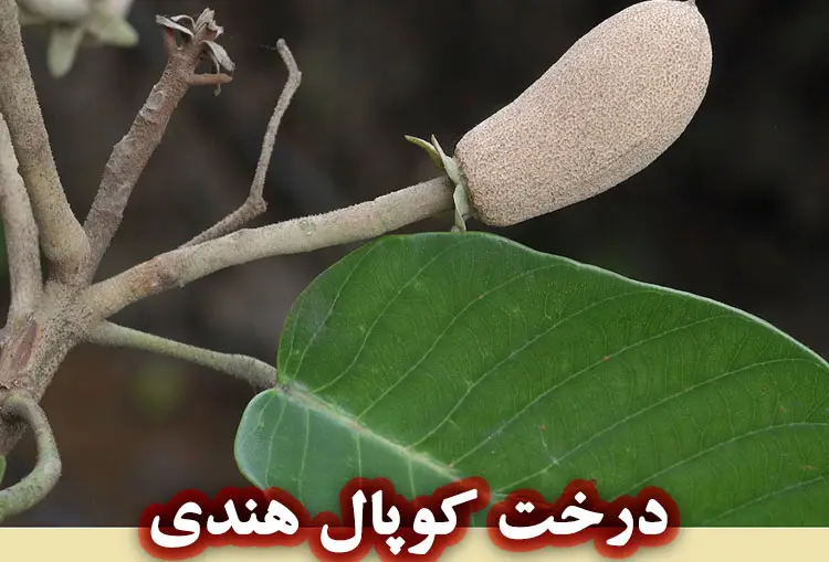 درخت کوپال هندی یا دامار سفید