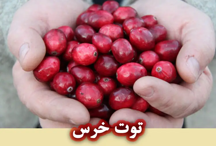 توت خرس (کرنبری)