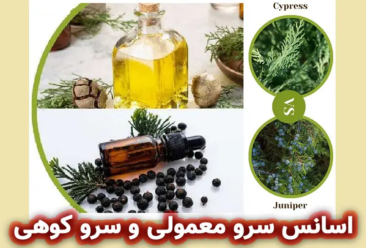 مقایسه اسانس سرو معمولی و سرو کوهی