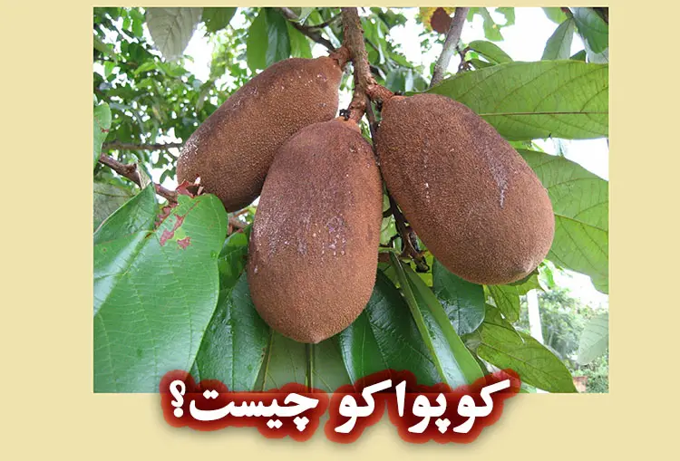 خواص کره کوپواکو برای پوست