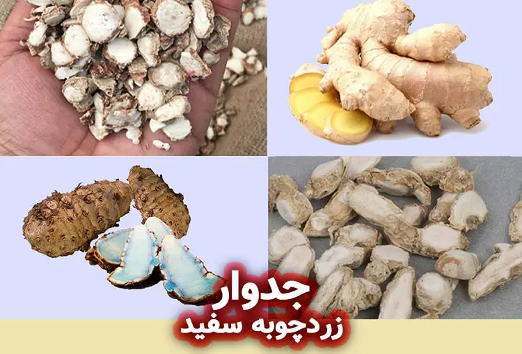 جدوار (زردچوبه سفید)