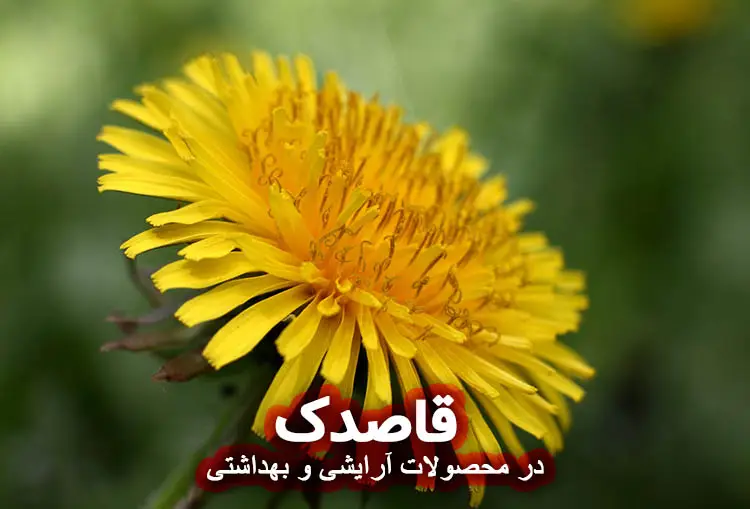 قاصدک : فواید و کاربرد در ساخت صابون