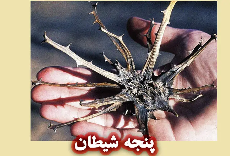 خواص پنجه شیطان برای پوست